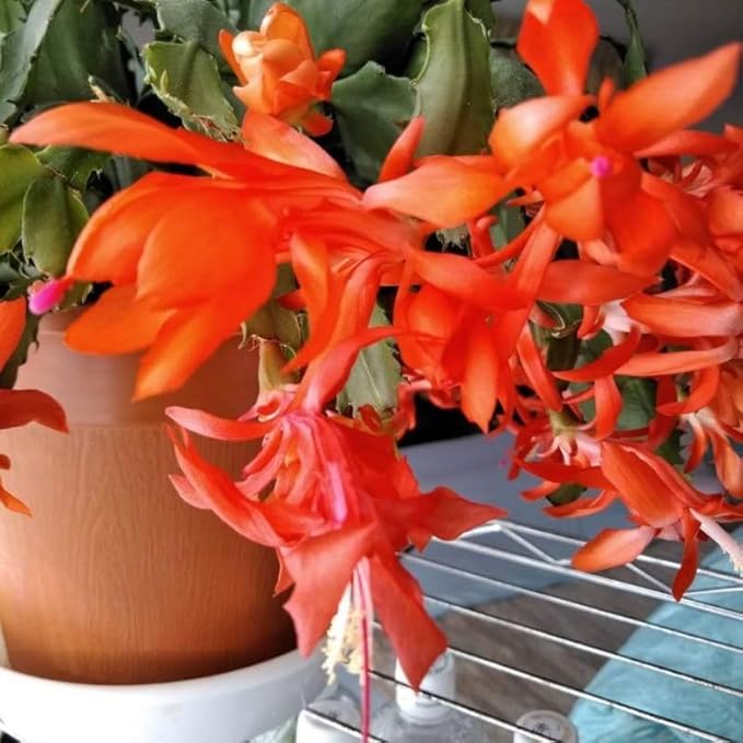 1 Thanksgiving Christmas Cactus Plants Live in 4" Pot, Houseplant Holiday Cactus, Vibrant Single Color Blooms Indoor Outdoor, Zygocactus Like, Winter Hardy (Orange)