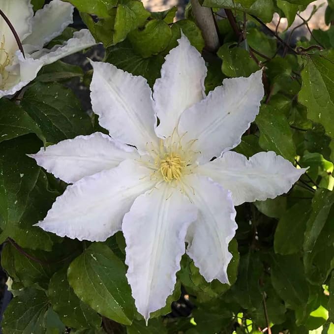 Blue White Clematis Vine Live Plant Clematis Flower Perennial Starter Plant in 2.5 Inches Pot