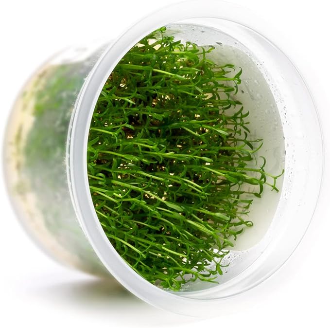 SubstrateSource Live Plant - Microcarpaea Minima Tissue Culture Aquatic Live Aquarium Plant - 100% Snail Free in Vitro Cup (Microcarpaea Minima)