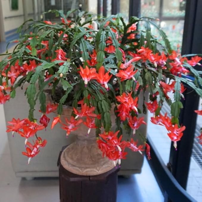 1 Thanksgiving Christmas Cactus Plants Live in 4" Pot, Houseplant Holiday Cactus, Vibrant Single Color Blooms Indoor Outdoor, Zygocactus Like, Winter Hardy (Orange)