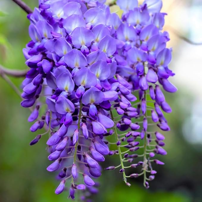 Wisteria Live Plant Seedling Tree in Pot, Dormant, Well-Rooted, 6-12" in Tall, Cold Hardy, Purple Blue Wistera