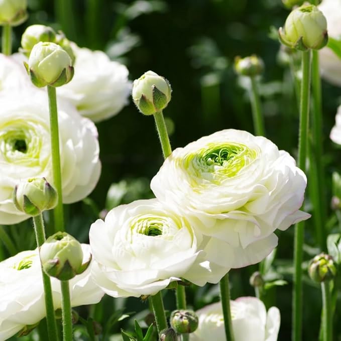 30 Ranunculus Bulbs for Fall Planting, Butterfly Ranunculus Corms, Peony Ranunculus Flower Bulbs for Garden, Vibrant Blooms in Spring (White Ranunculus)