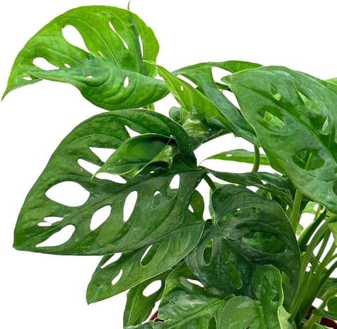 BubbleBlooms Swiss Cheese Plant in a 6 inch Pot Monstera Adansonii, Five Holes Vine Big Indoor House Plant