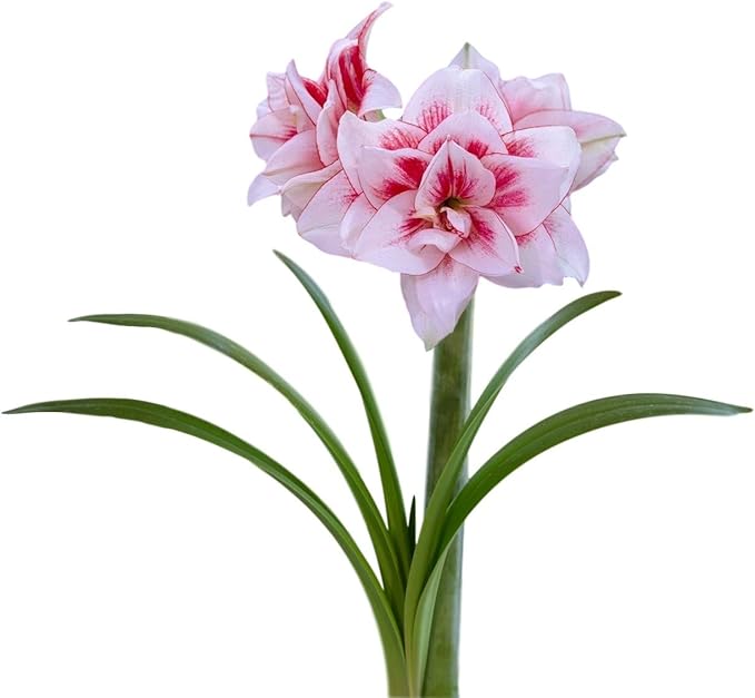 Easy to Grow Amaryllis Elvas 1 Plant Bulb - White & Red Double Flowers for Indoor Holiday & Outdoor Zones 9-11