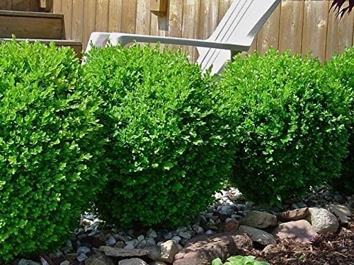 Baby Gem Dwarf Boxwood - Live Plant - Full Gallon Pot