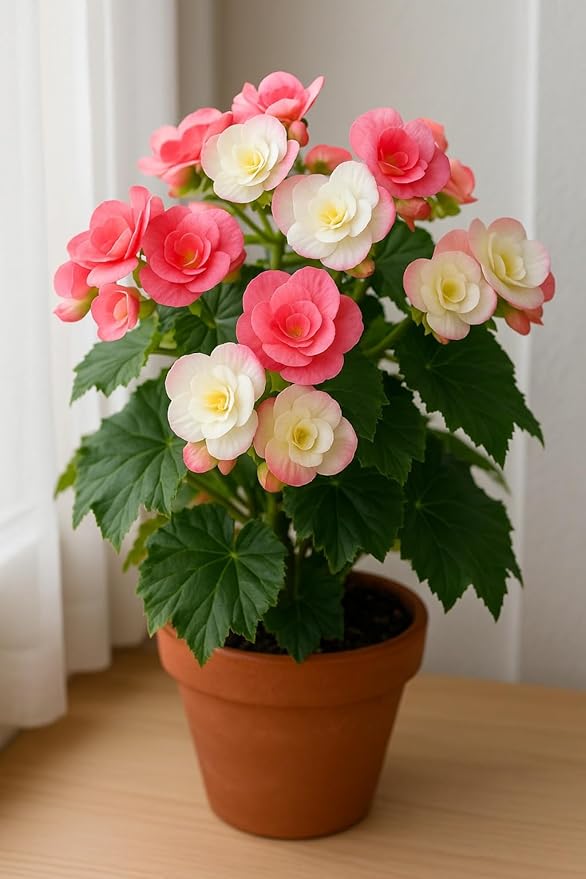 Grow Begonia Flower Bulbs Indoors (3 Pack) - Grow Beautiful Dahlia Indoors Any Time of Year