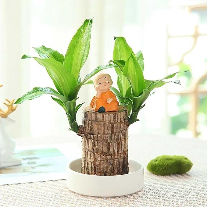 Brazilian Lucky Wood, Brazil's Lucky Tree Doesn't Need to Wait to Sprout, Hydroponic Stump for Purifying Indoor Air, Office Desk Decorations Plant Pot (B)