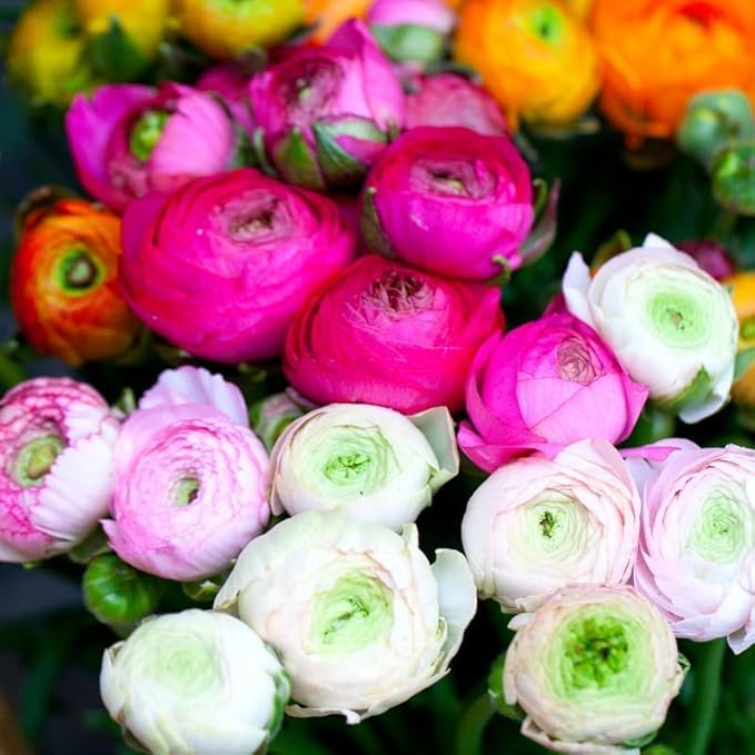 25 Ranunculus Bulbs for Fall Planting, Perennial Flowers Bulbs for Gardens, Vibrant Peony Buttercup Corms for Outdoor Borders (Mix Ranunculus)