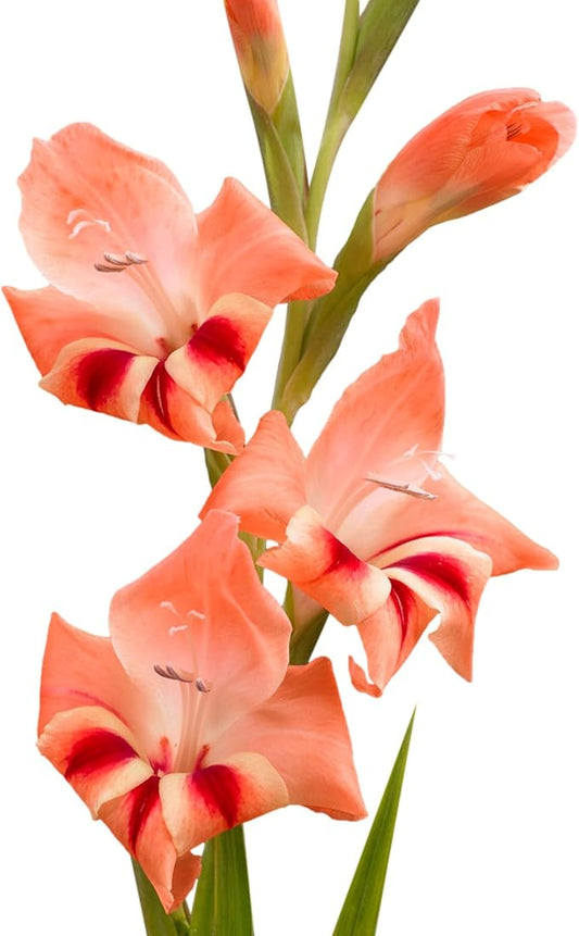 Easy to Grow Gladiolus 'Nathalie' Plant Bulbs (10 Pack) - Coral Orange-Pink Flowering Blooms in Spring to Summer Gardens