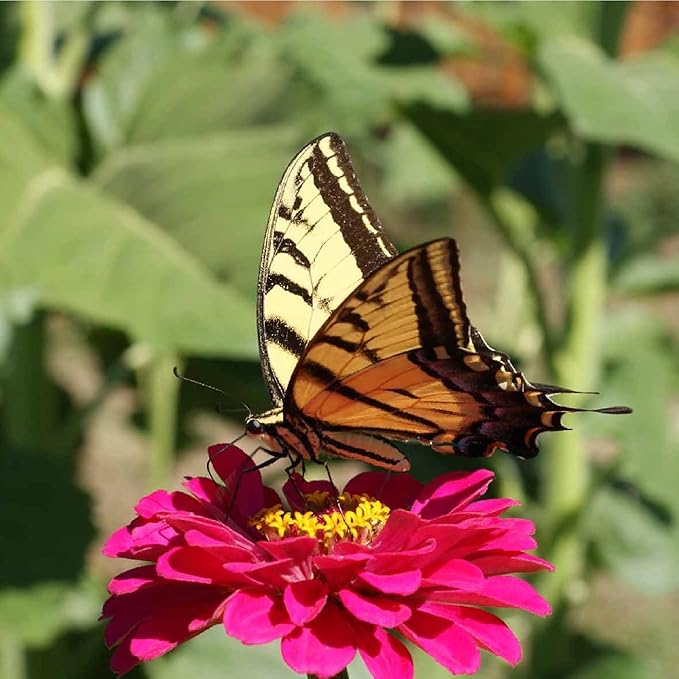 Zinnia Seeds for Planting Outdoors – 3,000 California Giant Mix Zinnia Seeds – 4 ft Tall Zinnia elegans Annuals – Bright Wildflower Blooms Attract Pollinators – Heirloom Garden Flower Seed Packet