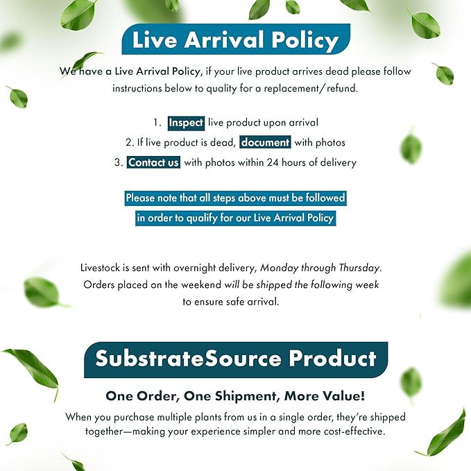 SubstrateSource Live Plant - Staurogyne Repens Tissue Culture Aquatic Live Aquarium Plant - 100% Snail Free in Vitro Cup (Staurogyne Repens)