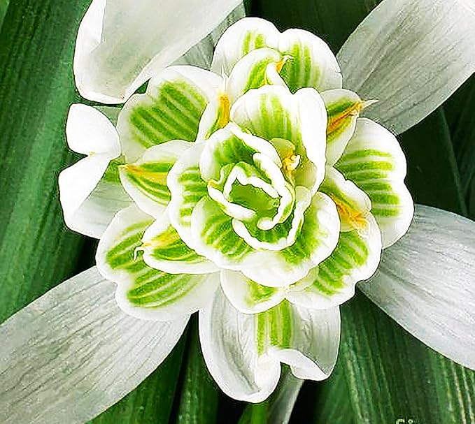 5 Double Snowdrops Bulbs - Top Size - Earliest Spring Blooms Thrive in Shade and Partial Sun - A Rare and Potected Specie in Holland