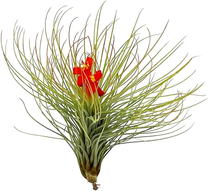 ragnaroc Air Plants - Tillandsia Andreana, Large 4-6" - 5ct - Live Arrival Gauranteed - House Plants for Home Decor & Gift