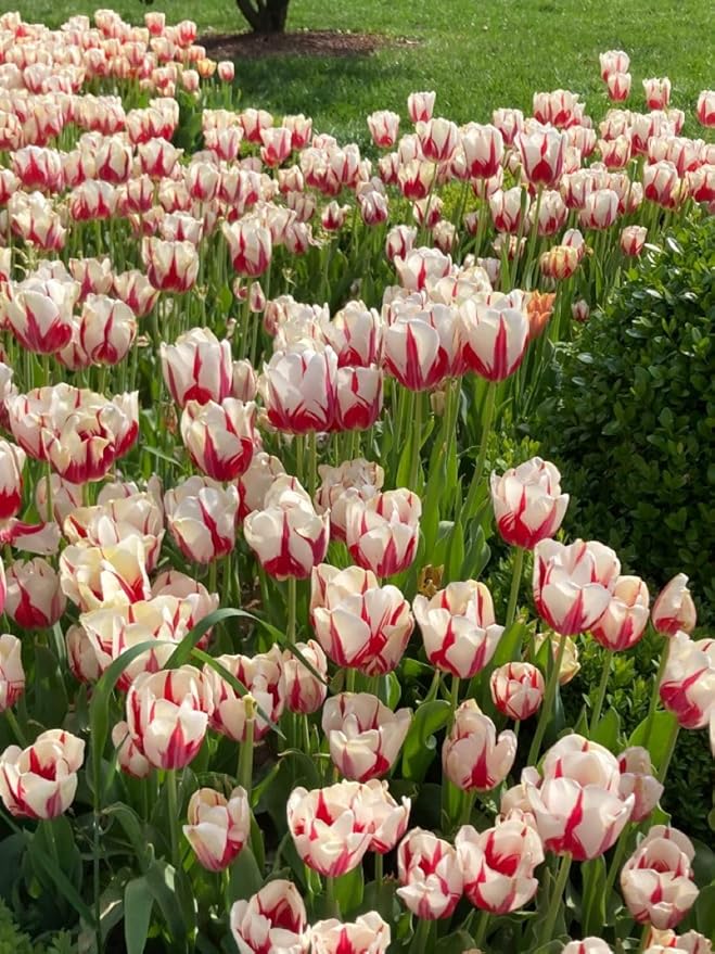 20 Tulip Bulbs for Fall Planting, Top Size Tulips Bulbs Perennial Flowers, Vibrant Spring Blooms, Easy Fall Planting (Darwin Tulip Collection)
