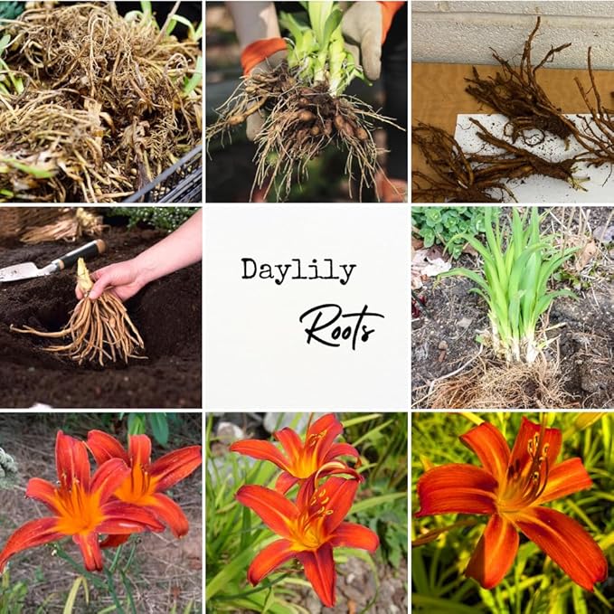 3 Orange Daylily Bulbs for Planting, Reblooming Daylilies Bulbs, Perennial Flowers Bulbs