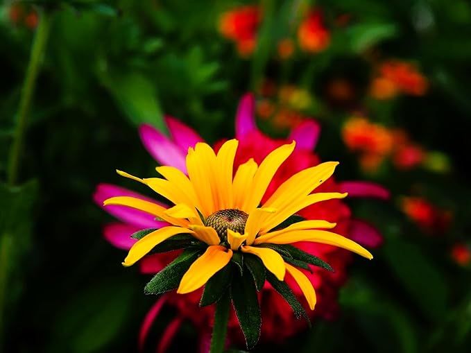 Greenwood Nursery: Live Perennial Plants - Black-Eyed Susan + Rudbeckia Fulgida 'Goldsturm' - [Qty: 3X Pint Pots] - (Click for Other Available Plants/Quantities)