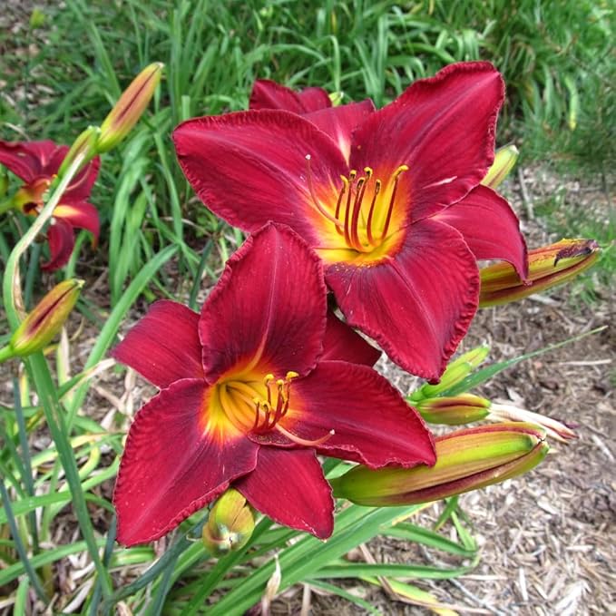 3 Red Daylily Bulbs for Planting, Reblooming Daylilies Bulbs, Perennial Flowers Bulbs