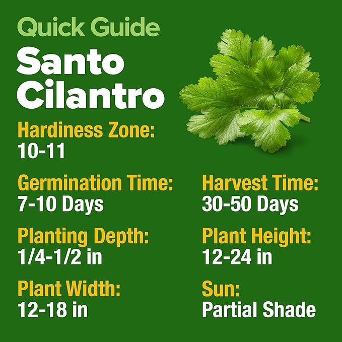HOME GROWN 500+ Cilantro Seeds (Fast Growing) Heirloom Coriander Seeds for Planting Indoors & Outdoors – Santo Cilantro Herb for Kitchen Garden, High Germination