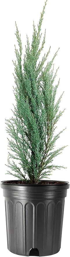 Blue Arrow Juniper | 3 Large Gallon Size Plants | Juniperus Scopulorum | Fast Growing Privacy Screen, Outdoor Evergreen Shrub, Narrow Columnar Shape, Low Maintenance Landscape, Drought Tolerant