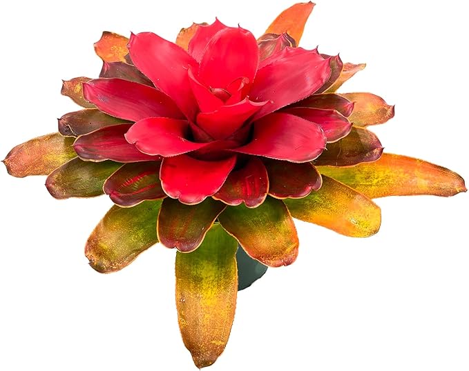 ragnaroc Live Plants – Bromeliad Neoregelia Tangerine, 8-12" in 6" Pot - 1ct - Live Arrival Guaranteed - House Plants for Home Decor & Gift