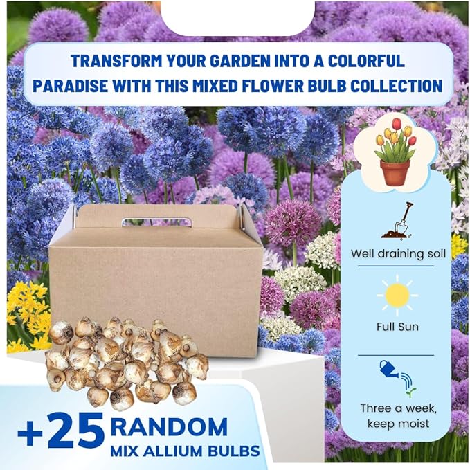 25 Mix Allium Bulbs, Allium Bulbs for Planting Fall Spring Garden Outdoors, Colorful Ornamental Flowering Onion Bulb, Hardy Perennial Flower Bulb