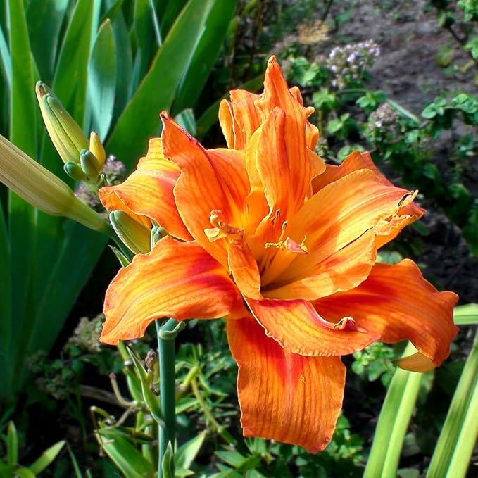 Kwanso Daylily Flower Bulbs – Double Orange Petals with Red and Gold Hues – Vigorous, Drought-Tolerant Summer Perennial (Zones 3–9) Fall Planting Spring Blooming
