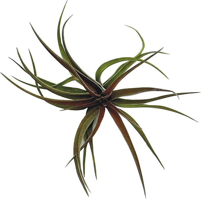 ragnaroc Air Plants - Tillandsia Brachycaulos Abdita, Large 4-6" - 1 ct - Live Arrival Guaranteed - House Plants for Home Decor & Gift