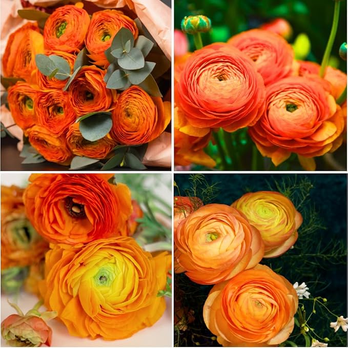 30 Ranunculus Bulbs for Fall Planting, Butterfly Ranunculus Corms, Peony Ranunculus Flower Bulbs for Garden, Vibrant Blooms in Spring (Orange Ranunculus)