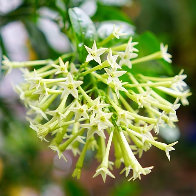 3 Night Blooming Jasmine Plants Live, 5 to 8 Inches Tall, Cestrum Nocturnum Plant Jasmine Vine Plant