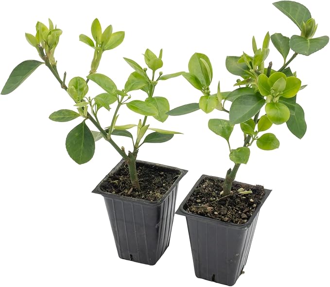 2 Live Manhattan Euonymus Plants (Euonymus Kiautschovicus ‘Manhattan’) – Evergreen Shrub for Hedges, Thriving in 2.5” Nursery Cubes