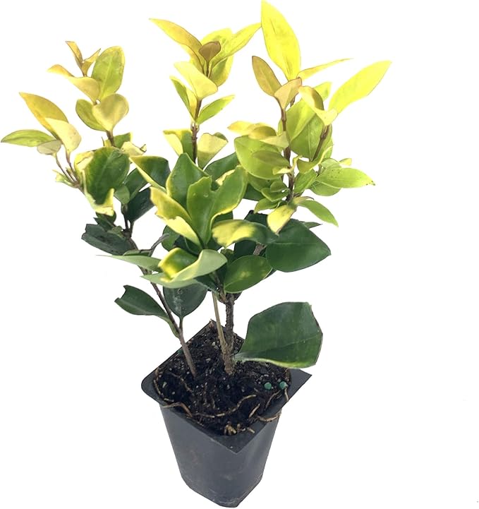 Ligustrum Japonicum Howardi - 20 Live Plants - Privet Howardii - Variegated Evergreen Shrub