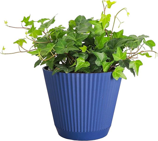 Thorsen's Greenhouse Live Green English Ivy Plant, Hedera Helix, Natural Air Purifier, Easy to Grow, Live Indoor Houseplant, (Navy - 6" Pot)