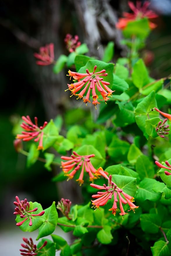 Major Wheeler Honeysuckle Vine - Perennial - Lonicera - 2.5" Pot - Fragrant