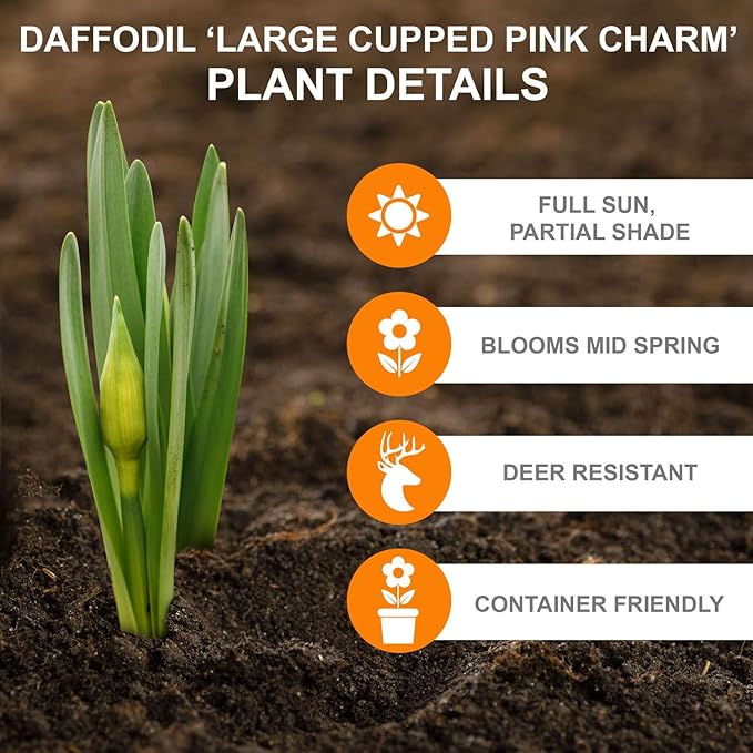 Garden State Bulb Narcissus Large Cupped Pink Charm Daffodil Flower Bulbs, 16/18cm, Fall Planting (Bag of 100)