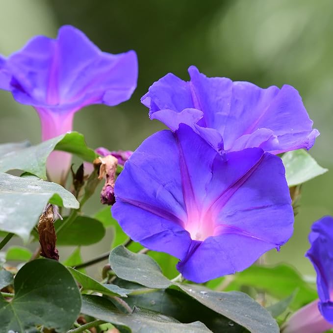 Park Seed Morning Glory Vine Flower Plant Seeds, Easy to Grow, Perfect for Spring Garden, Grandpa OTT, Pack of 50