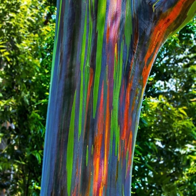 Eucalyptus Plant, Starter Eucalyptus Plant Live in 2.5" Pot, Cold Hardy, Fragrant Foliage, Ready to Grow Indoor Outdoor (Rainbow Eucalyptus)