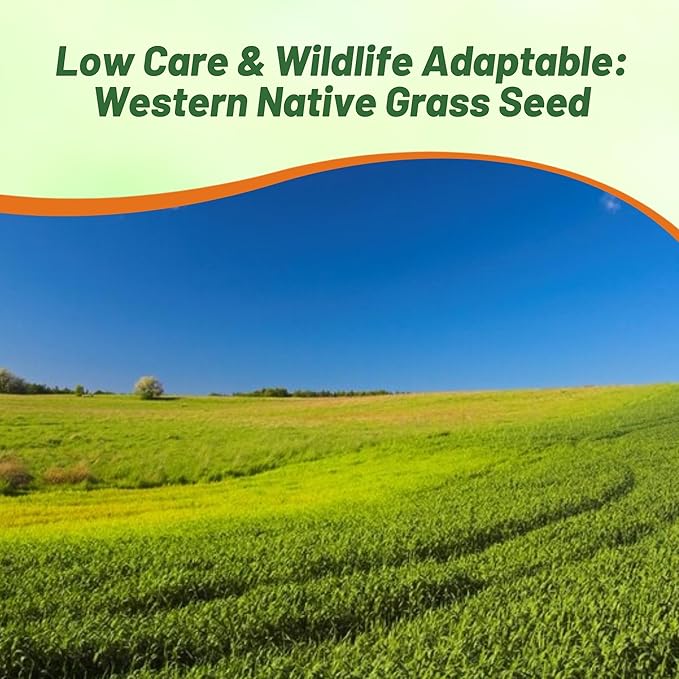 Outsidepride Western Native Grass Seed Mix - 1 lb. Perennial Blend of Warm & Cool Season, Drought Tolerant Grass Seed for Natural Landscaping w/Wildflower, Soil Health Improvement & Erosion Control