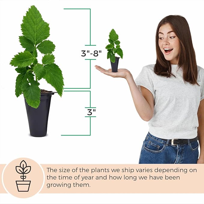 BlackBerry Plants Sweetie Pie (4 Pack) Live for Sale | Easy to Grow Plants | Edible Fruit Plant for Sustainable Living | Grow Your own Food on Your Organic Garden | Live for Planting |