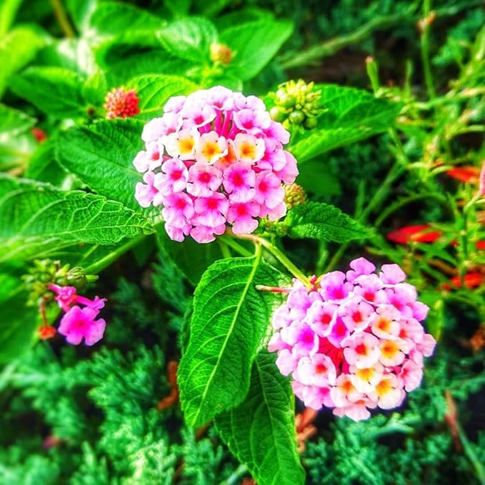 2 Trailing Lantana Plants Live, Lantana Live Plants for Planting Outdoors Between 5 and 7 Inc Long Garden (Purple)