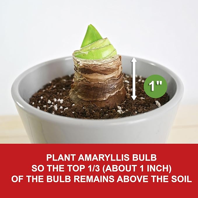 Garden State Bulb Apple Blossom Amaryllis Flower Bulb, 28/30cm, Holiday (Bag of 6)