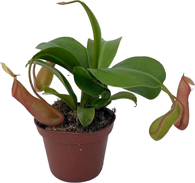 Asian Pitcher Plant - Nepenthes - Carnivorous - 3" Pot