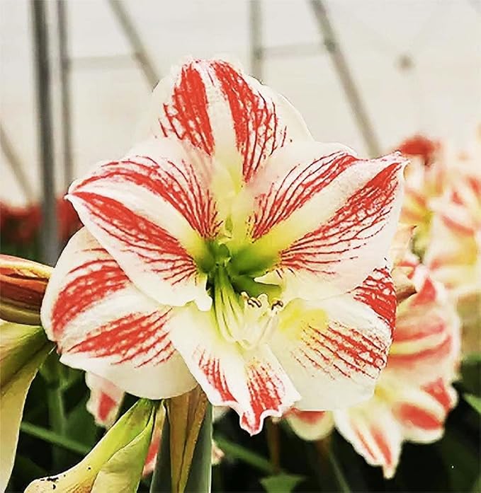Moon Scene Amaryllis | Red Stripes on Cream Flower | Bare Root Bulb | Beautiful Amaryllis for Indoor & Outdoor Planting | Unique Floral Display