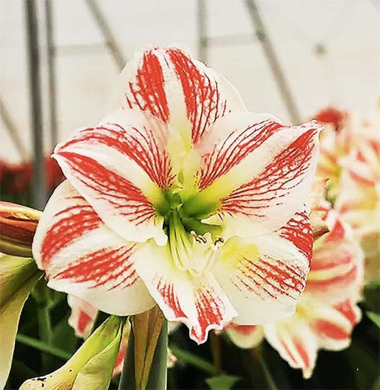 Moon Scene Amaryllis | Red Stripes on Cream Flower | Bare Root Bulb | Beautiful Amaryllis for Indoor & Outdoor Planting | Unique Floral Display