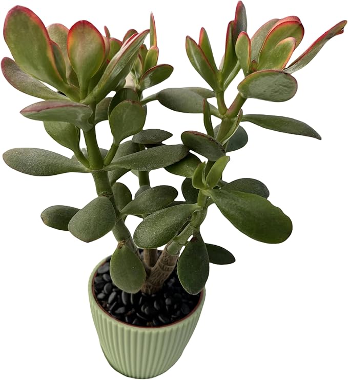 Golden Jade with Green Stripe Pot, Live Crassula Ovata 'Hummel Sunset' Succulent, Rare Cute Plant, Home Office Decor