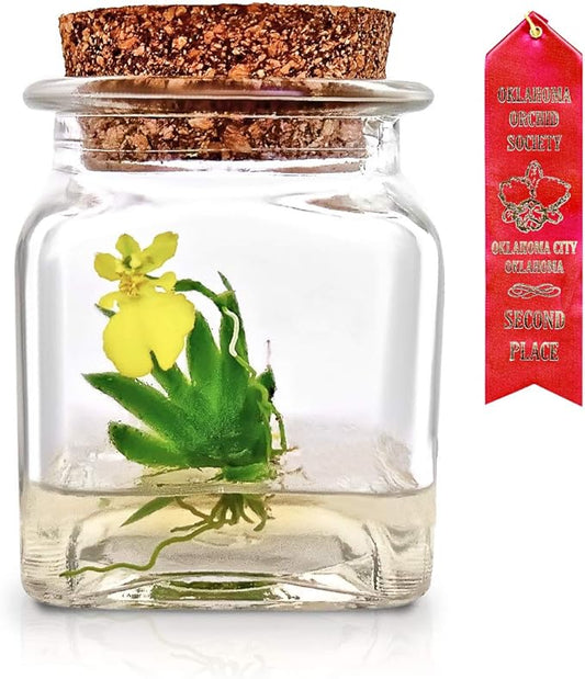 Bloomify Award Winning, Maintenance Free Dancing Orchid Terrarium - Psygmorchis Pusilla - Miniature, No Green Thumb Necessary, Great for Work, Home, Unique Gift.