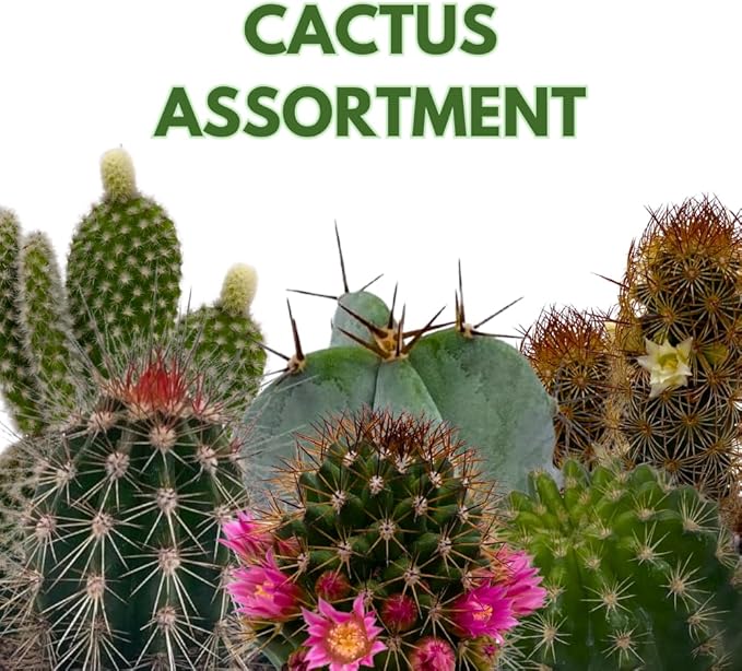 BubbleBlooms Cactus Assortment, 4 inch Set of 3, Best-Sellers Most Popular Cacti Variety