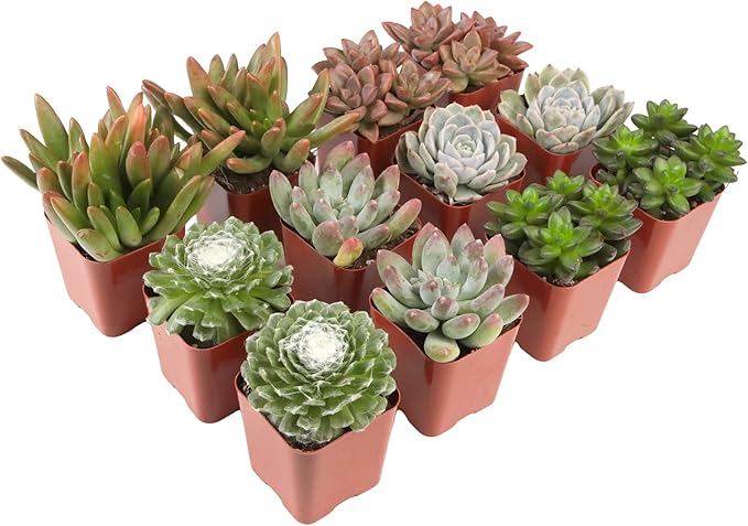 Altman Plants, Live Succulents Plants Live Houseplants (12PK), Succulents Live Plants Live House Plants Indoors Live, Live Cactus Plants Live Cacti Succulent Plants Live Indoor Plants Live Houseplants