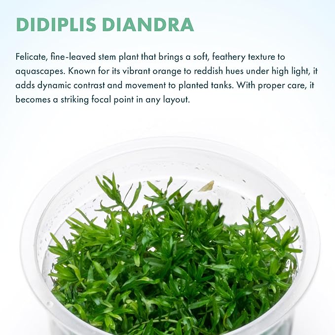 SubstrateSource Live Plant - Peplis Diandra (Didiplis Diandra) - Foreground Stem with Bright Green and Orange Hues, Snail-Free in Vitro Aquarium Plant - Tissue Culture