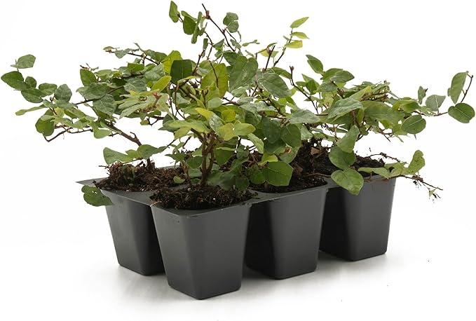 6 Creeping Fig, Live Plants – Ficus Repens – Fast-Growing & Versatile Climbing Vine in 2.5” Nursery Cubes – Perfect for Living Walls, Topiaries, Ground Cover & Indoor/Outdoor Decor