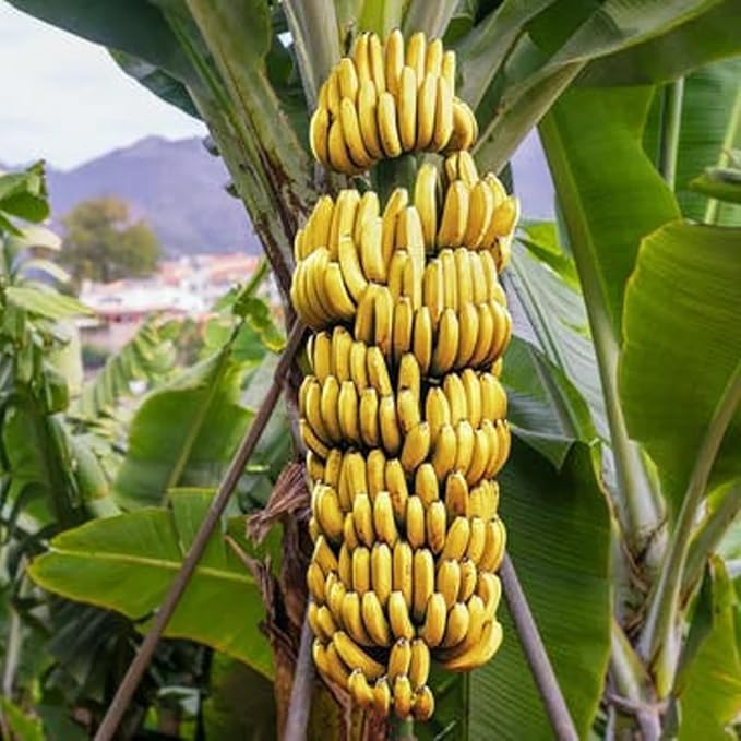 Grand Nain Banana Tree Live Plant, Cold Hardy Banana Plant Live, Tropical Banana Fruit Seedling, Well Rooted 4-8 Inch Tall